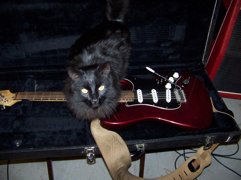 Cat Play Guitar
