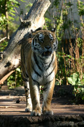 IMG_1763.JPG