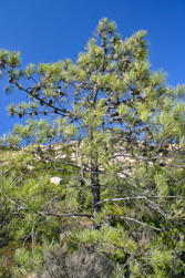 137 Notre Dame de la Serra.jpg