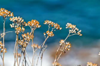 076-ILE-ROUSSE.jpg