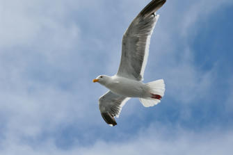 253 San Francisco.jpg